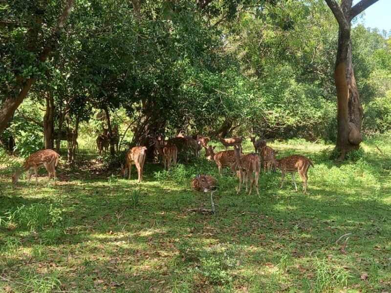 from-ella-udawalawe-national-park-safari-tour