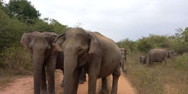 from-ella-udawalawe-national-park-safari-tour