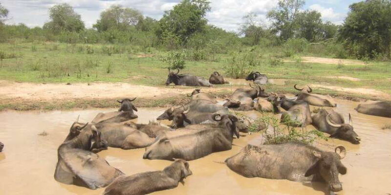 from-ella-udawalawe-safari-with-elephant-transit-home