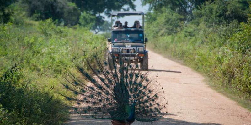 from-ella-udawalawe-safari-with-elephant-transit-home
