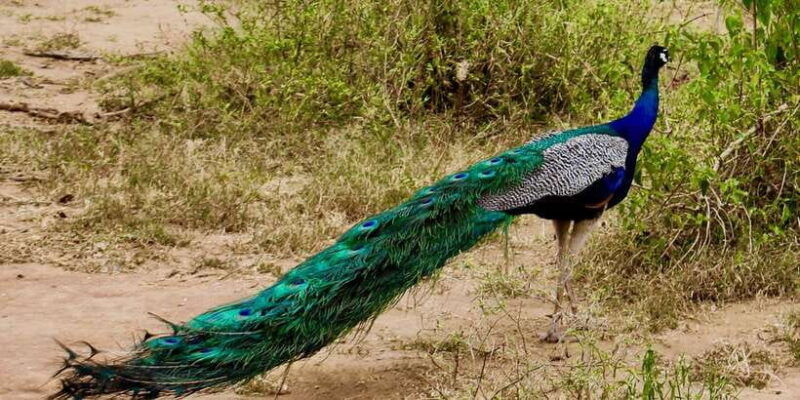 from-ella-udawalawe-safari-with-elephant-transit-home