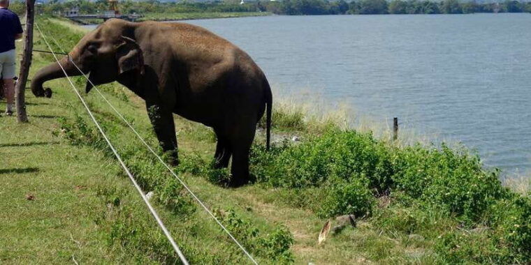 from-ella-udawalawe-safari-with-elephant-transit-home