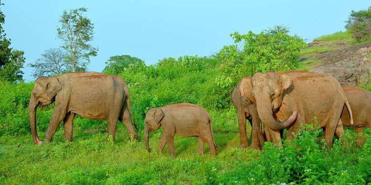 from-ella-udawalawe-safari-with-elephant-transit-home