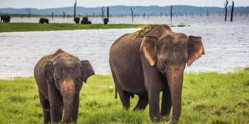 from-ella-udawalawe-safari-with-elephant-transit-home-visit-2