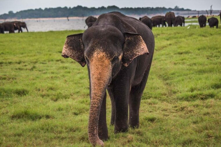 from-ella-udawalawe-safari-with-elephant-transit-home-visit-2