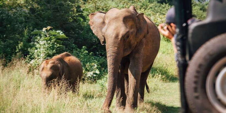 from-ella-udawalawe-safari-with-elephant-transit-home-visit
