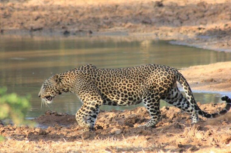from-ella-udawalawe-yala-safaris-with-breakfast-lunch