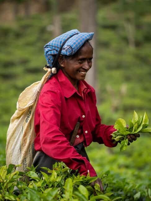 From Ella : Waterfalls, Nine Arch Bridge, Little Adam's Peak - Discover Ella’s Charm: Waterfalls, Nine Arch Bridge, and Little Adam’s Peak