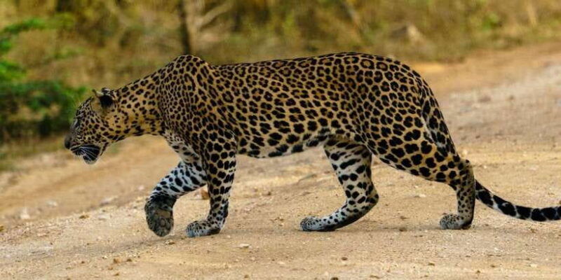 from-ella-yala-national-park-44-leopard-safari-tour-2