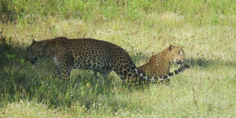 from-ella-yala-national-park-44-leopard-safari-tour