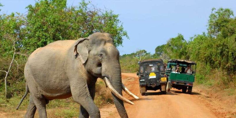 from-ella-yala-national-park-jeep-safari-tour