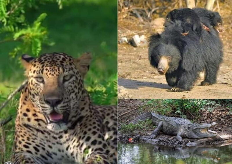 From Ella: Yala National Park safari & drop to Ella again - Key Points