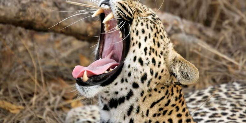 from-ella-yala-national-park-safari-tour-in-a-4x4-2
