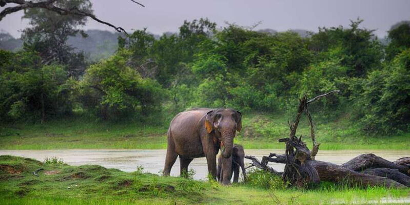 from-ella-yala-national-park-safari-tour-in-a-4x4-2