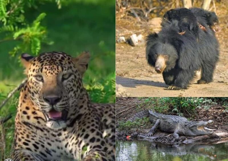 From Ella: YALA National park safari tour with Return - Final Thoughts