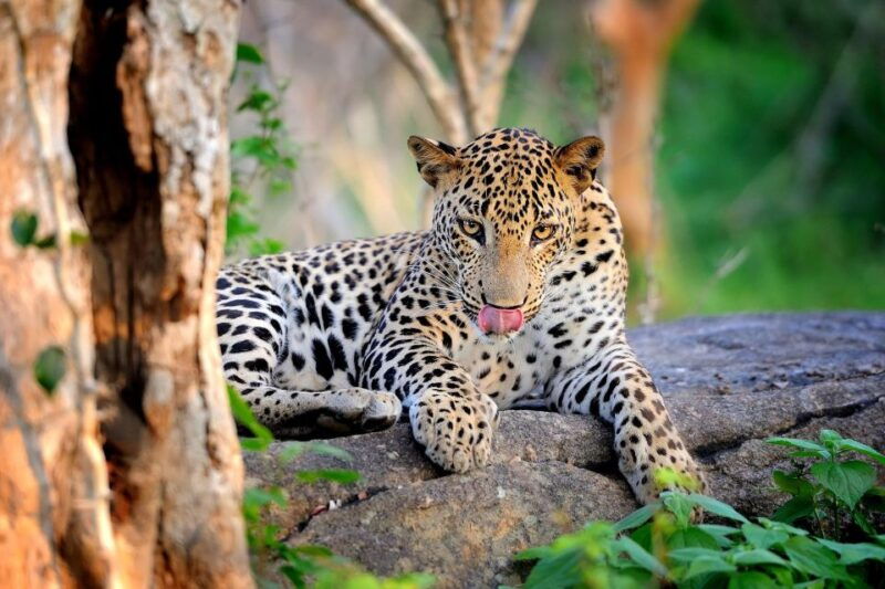 from-ella-yala-national-park-thrilling-half-day-safari