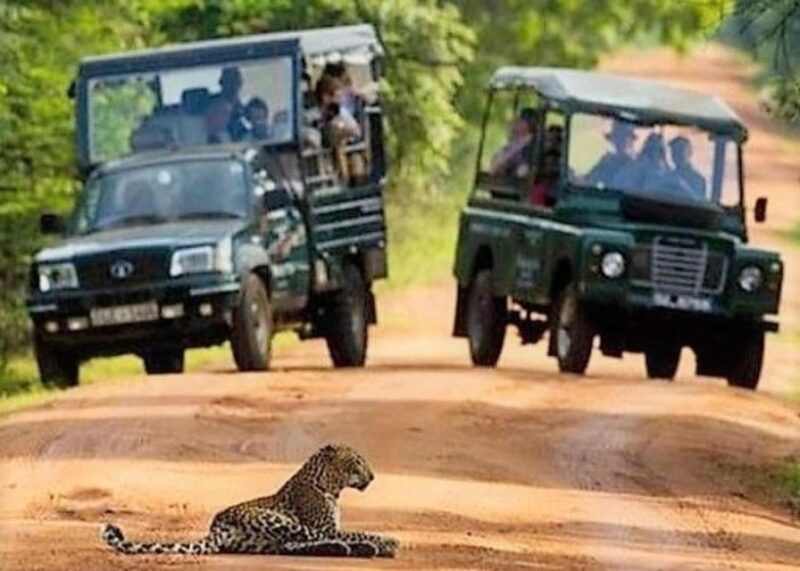 from-ella-yala-national-park-thrilling-half-day-safari