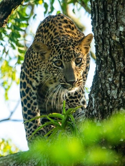 from-ella-yala-national-park-thrilling-half-day-safari