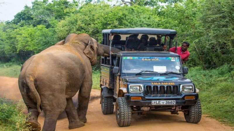 from-ella-yala-national-park-thrilling-half-day-safari