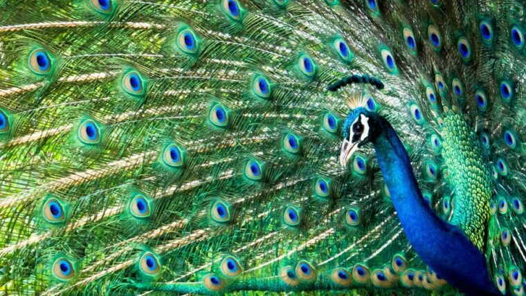 from-ella-yala-national-park-thrilling-half-day-safari