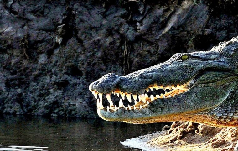 from-ella-yala-national-park-thrilling-half-day-safari