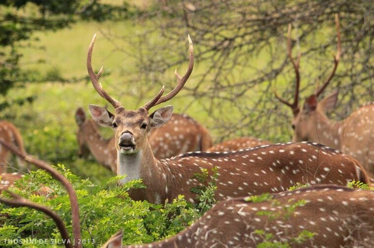 from-ella-yala-national-park-thrilling-half-day-safari