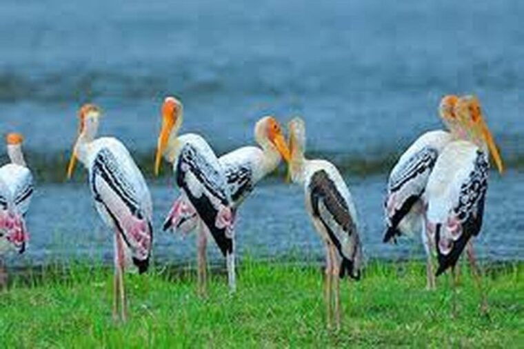 from-ella-yala-national-park-thrilling-half-day-safari