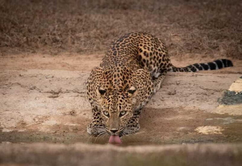 From Ella: Yala Safari & Drop at : Arugambay - Why This Tour Works for You