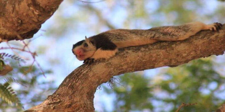 from-ella-yala-safari-drop-off-arugam-bay-arugambay