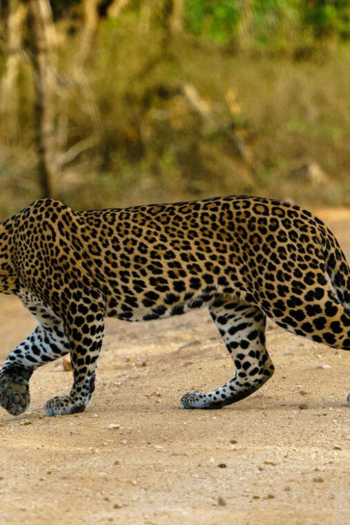 from-ella-yala-safari-drop-off-galle-mirissa-hikkaduwa