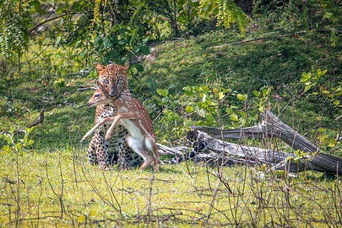 From Ella: YALA SAFARI TOUR & Galle/Mirissa/Tangalle transfer - The Full Breakdown of the Yala Safari Tour