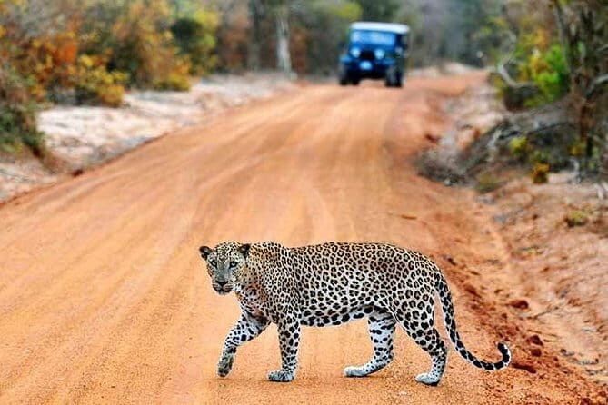 From Ella: YALA SAFARI TOUR & Galle/Mirissa/Tangalle transfer - Final Thoughts