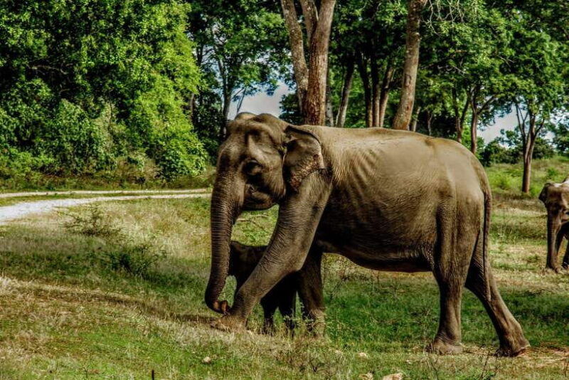from-ella-yala-safari-tour-with-drop-at-tangalle-hiriketiya