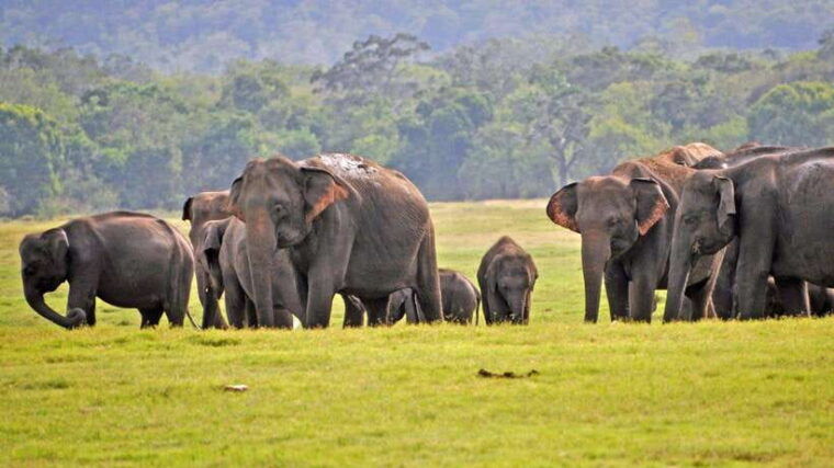 from-ella-yala-safari-tour-with-drop-at-tangalle-hiriketiya
