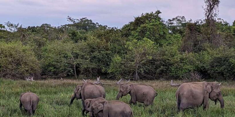 from-ella-yala-safari-transfer-to-mirissa-unawatuna-galle