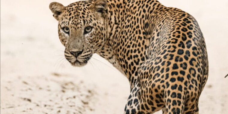 from-ella-yala-safari-transfer-to-mirissa-unawatuna-galle