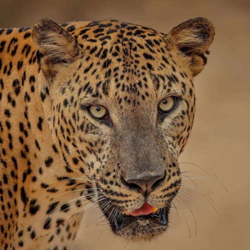 from-ella-yala-safari-with-tangalle-mirissa-galle-drop-off