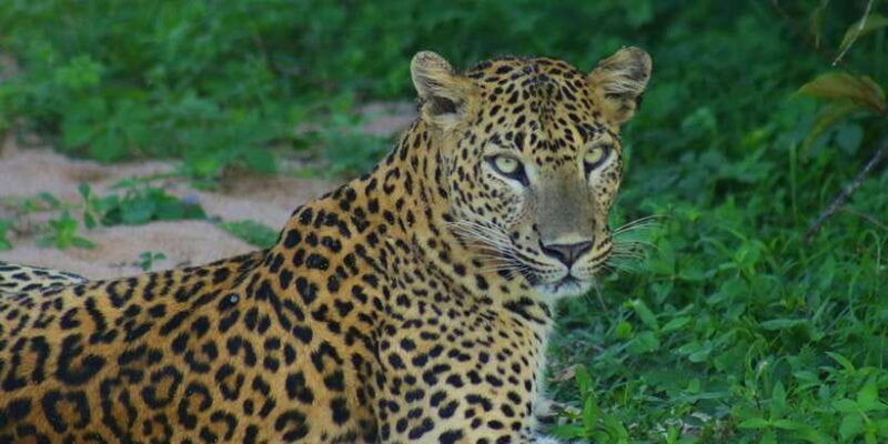 from-ellaravana-falls-diyaluma-falls-yala-national-park