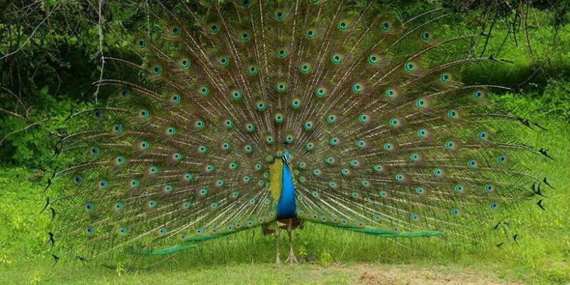 from-ellaravana-falls-diyaluma-falls-yala-national-park