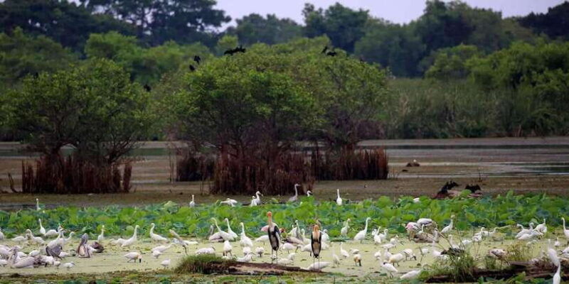 from-ellaravana-falls-diyaluma-falls-yala-national-park