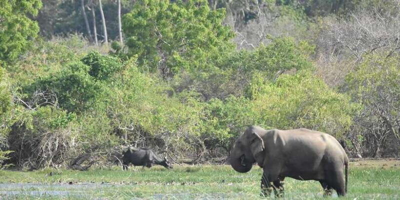 from-ellaravana-falls-diyaluma-falls-yala-national-park