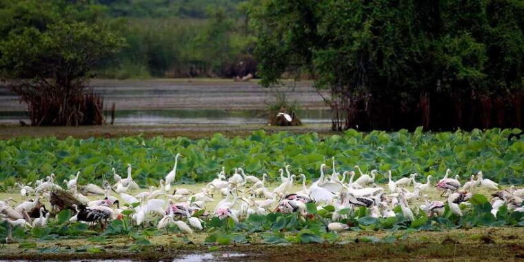 from-ellaravana-falls-diyaluma-falls-yala-national-park