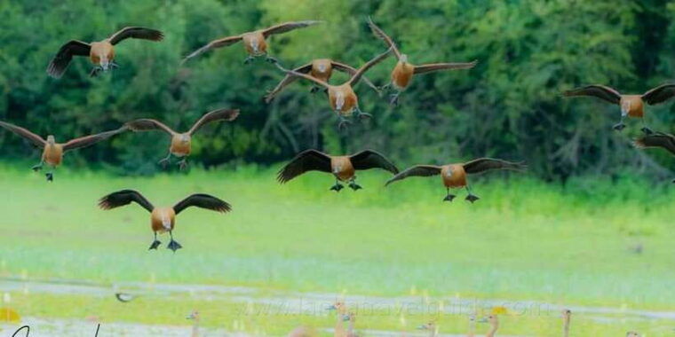 from-ellaravana-falls-diyaluma-falls-yala-national-park