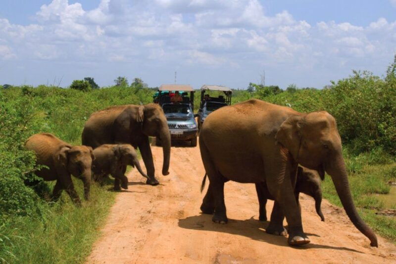 from-ellatransfer-to-galle-mirissa-with-udawalawa-safari