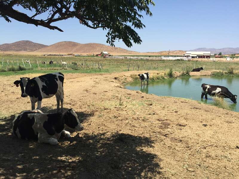 From Ensenada: Ojos Negros Valley Cheese & Wine Tasting Tour - The Experience – Authentic, Educational, and Enjoyable