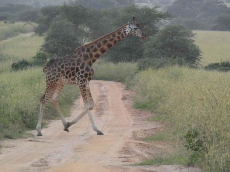 From Entebbe: 4-Day Murchison Falls & Budongo Forest Safari - Discovering Uganda’s Wild Side: A 4-Day Overview