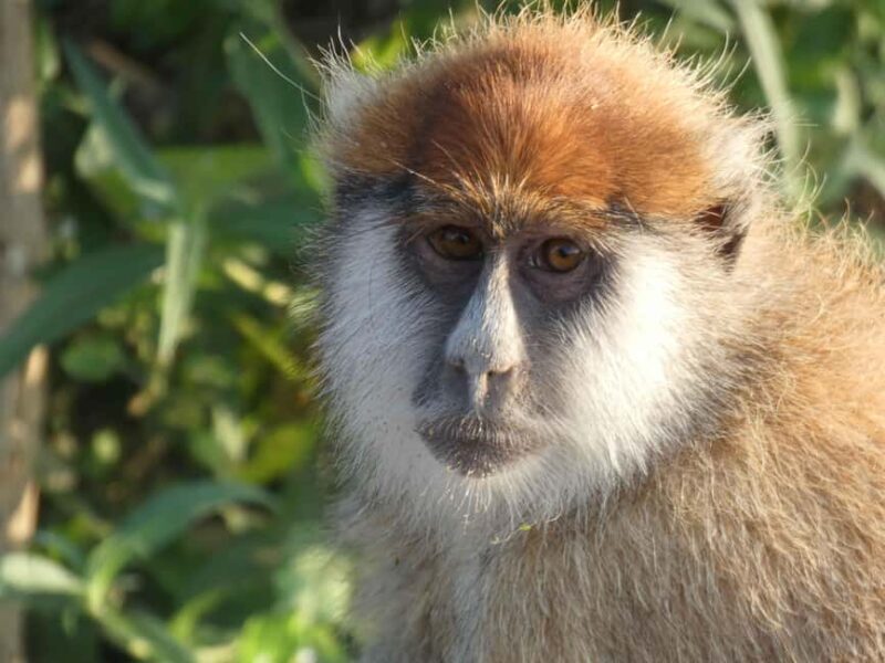 From Entebbe: 4-Day Murchison Falls & Budongo Forest Safari - What’s Included & What to Expect