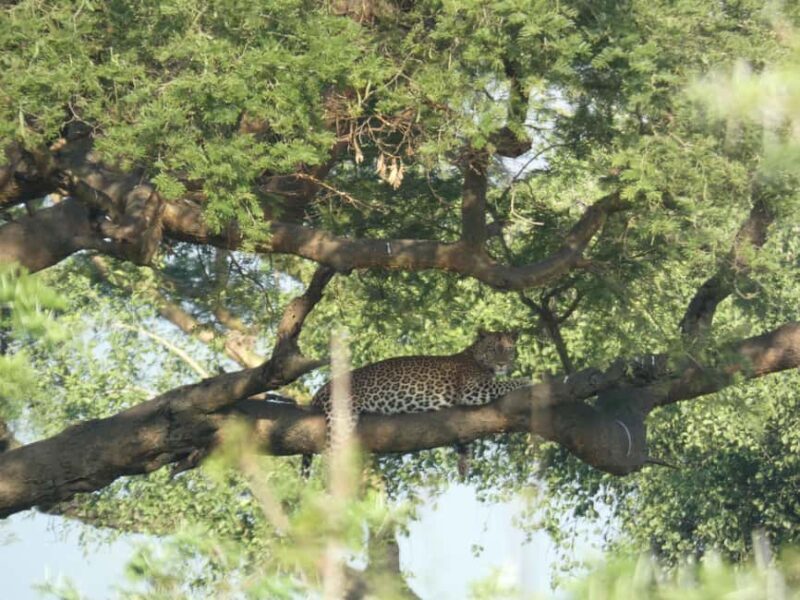 From Entebbe: 4-Day Murchison Falls & Budongo Forest Safari - Final Thoughts