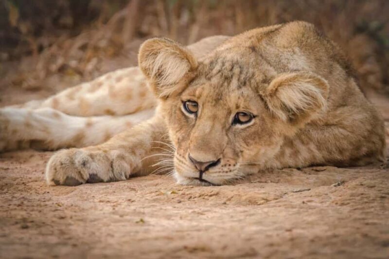 From Entebbe: 4-Day Safari to Murchison Falls and Aruu Falls - Key Points