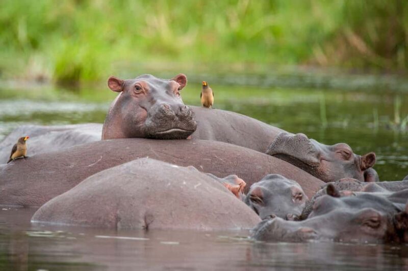 From Entebbe: 4-Day Safari to Murchison Falls and Aruu Falls - Introduction: Why You Might Love This Tour